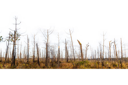 Green reeds and grass gently sway in the wind amidst a serene landscape of trees under a vast blue sky with soft clouds, capturing the essence of nature's tranquil seasonsの写真素材