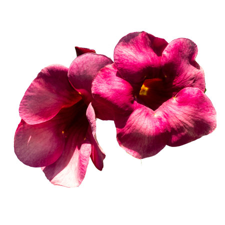 Isolated on white, a beautiful pink orchid flower with delicate petals blooms in vibrant spring colorの写真素材