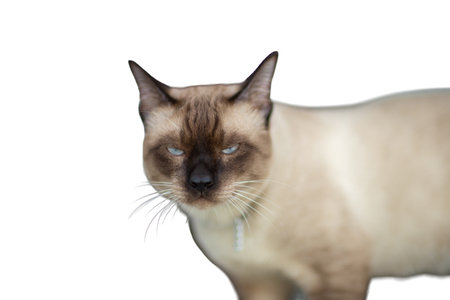 Siamese cat isolated on white background  and copy spaceの写真素材