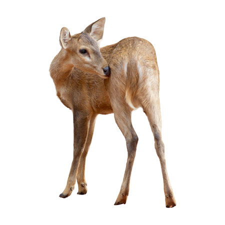 Young whitetail deer isolated on white background with clipping path.