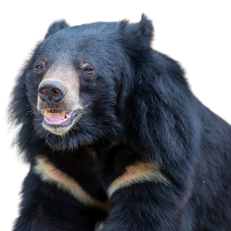 Malayan black bear on white background. (Helarctos malayanus)の写真素材