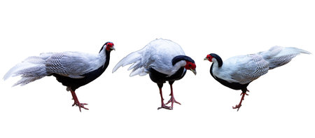 Pheasant isolated on white background.の写真素材