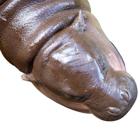 Hippopotamus isolated on white background. Clipping path included.の写真素材