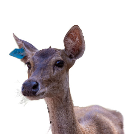 Portrait of a young deer isolated on white background, studio shotの写真素材