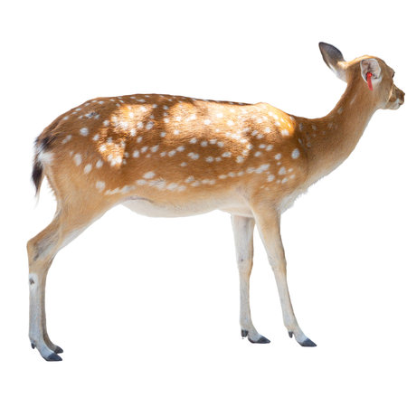 Young whitetail deer isolated on white background with clipping path.の写真素材