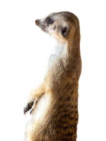 Meerkat isolated on white background. Suricata suricattaの写真素材