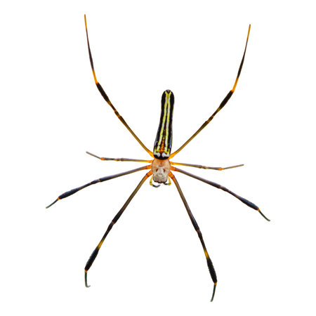 spider isolated on white background, clipping path included, clipping path included