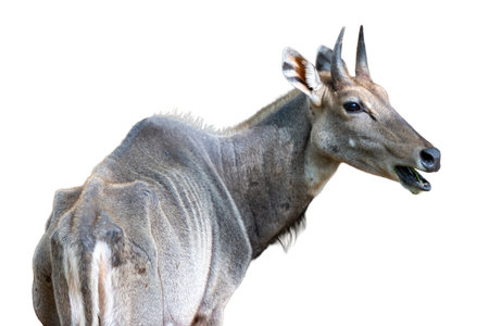 Close up of Kudu antelope isolated on white background.の写真素材