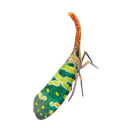 Lanternfly Pyrops candelaria isolated on white background with clipping path