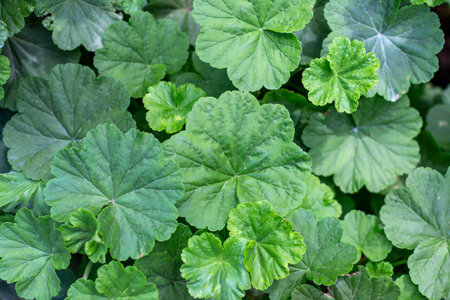 Close-up of fresh green plant leaves, perfect for nature and garden backgrounds