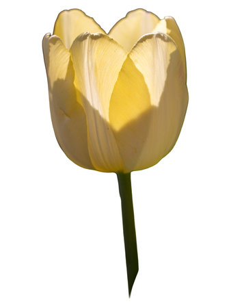 Yellow tulip flower on white background isolated, a vibrant sign of spring's natural beauty and bloomの写真素材