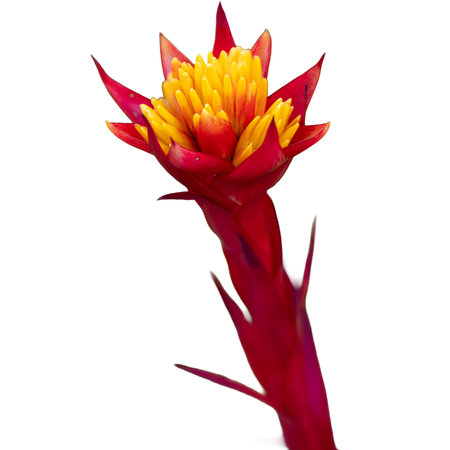 Hand holding a beautiful red bird of paradise bloomの写真素材