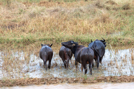 A large herd of Thai buffalo grazes on brown grass in a rice field, displaying the beauty of...