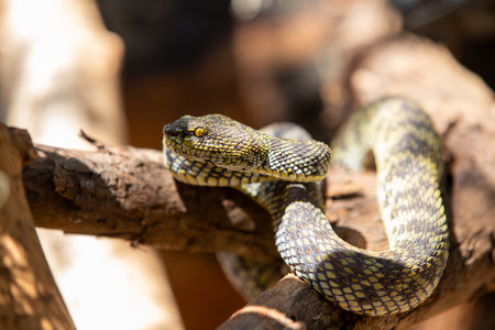 A rattlesnake, a venomous reptile, slithers through the wild desert landscape with its brown skin...