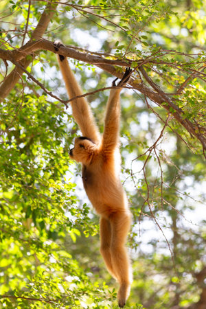 A wild siamang, a large black gibbon mammal, hangs in a tree in the Thailand rainforest