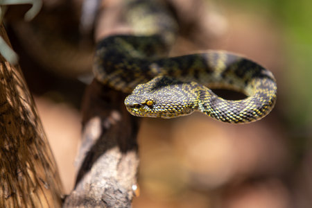 A close-up of a brown reptile's head with scales, a serpent's slithering tongue in the wild desert...