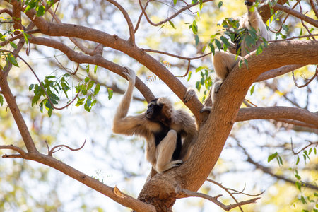 A cute wild gibbon is climbing a branch in the forest.
