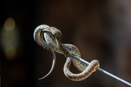 A venomous snake caught with a snake-catching device that uses a steel hook.
