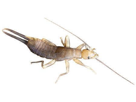 Close-up of a beetle isolated on a white background