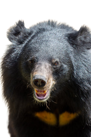 A detailed portrait of a wild brown bear with a striking black and brown fur coat, isolated on a white backgroundの写真素材