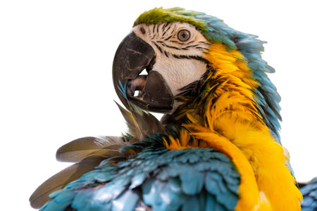 A vibrant blue and yellow macaw, also known as a blue and gold macaw, with bright feathers and a strong beak, is a tropical parrot often seen in wildlife and natureの写真素材