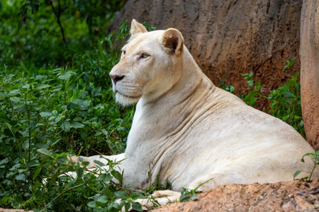 A fluffy white lion cub rests in a zoo enclosureの写真素材