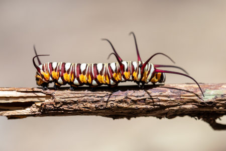 Close-up of a hairy caterpillarの写真素材