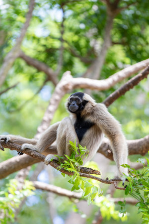 A black gibbon baby is sitting in a tree looking at the camera in the wild forests of Thailandの写真素材