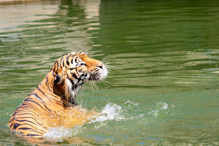 A magnificent striped Siberian tiger, a powerful feline predator, emerges from the water