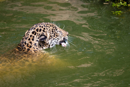 Jaguars dive into the water to hunt prey.の写真素材