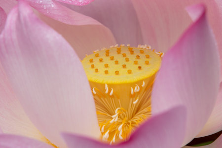 Close up of a pink lotus flower, isolated on a white backgroundの写真素材