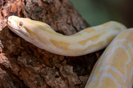 A close-up of a yellow python's head, showing its scales, skin, and eye