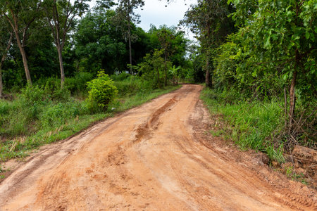 A sunlit country path winds through a peaceful green forestの写真素材