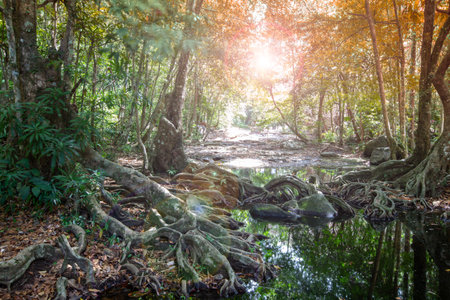 Golden sunlight streams through the trees of an autumn forest, illuminating a path covered in fallen leavesの写真素材