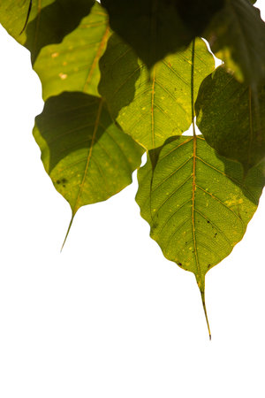 Green bodhi leaves with natural texture, isolated on white background.