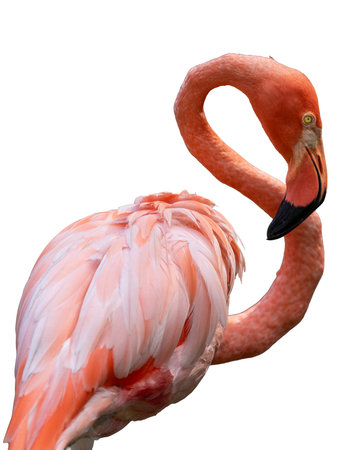 A colorful pink flamingo with a long, elegant neck and vibrant feathers stands isolated on a clean white backgroundの写真素材