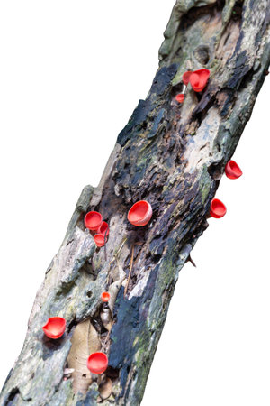 Red champignon mushrooms growing on a wet log, isolated on a white background.の写真素材