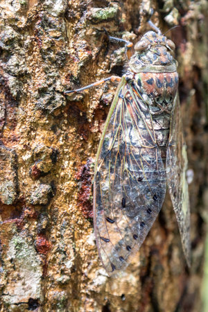 A detailed macro photograph shows a tiny brown cicada with complex wings perched on a green leaf.の写真素材
