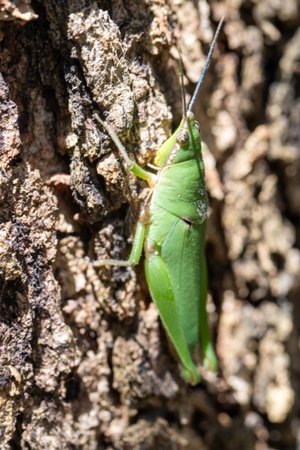Green grasshopper or bug on a leaf, a macro closeup of a green insect in natureの写真素材