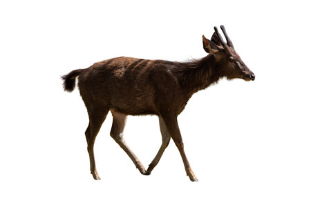 Isolated  silhouette of  brown deer with antlersの写真素材