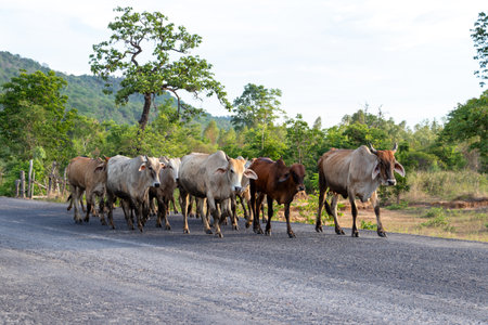 A herd of cows walks on a paved road amidst a rice field in a rural area of ââThailand.の写真素材