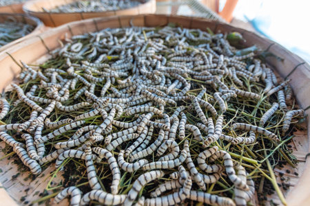 Close-up of silkworms being raised on a farm for the production of Thai silk fiber.の写真素材