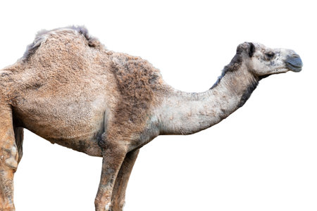 A lone brown dromedary camel, a magnificent desert mammal, stands isolated on a white backgroundの写真素材