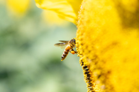 A honey bee collects pollen from a yellow flower in a summer gardenの写真素材