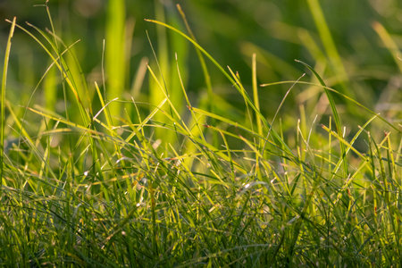 Fresh green grass sways gently in the morning breeze, a close-up of nature's vibrant texture and new growthの写真素材