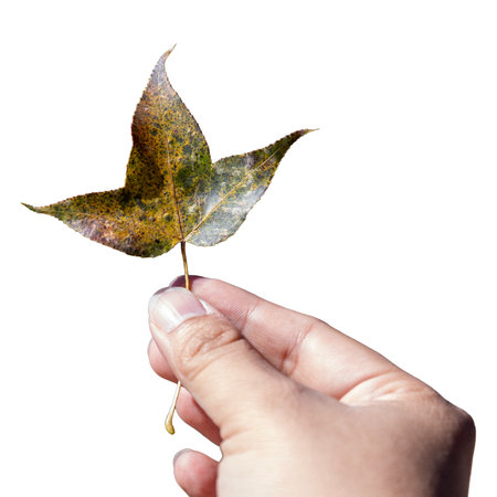 Hand holding a brown maple leaf on a white background.の写真素材