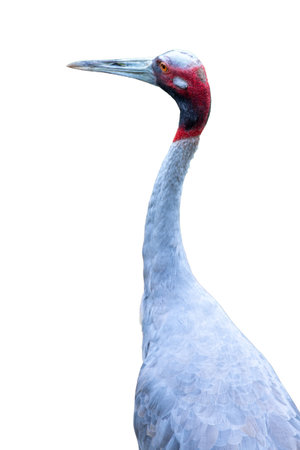 A close-up of a magnificent grey crowned crane, with its blue and white feathers glistening, standing in the wildの写真素材