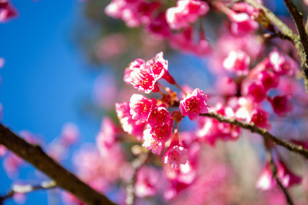 Pink cherry blossoms bloom on a branch in spring, a beautiful symbol of nature's renewal