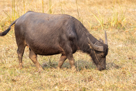 A wild cape buffalo stands in tall grass on a black safari with a bull, rhinoceros, and warthog