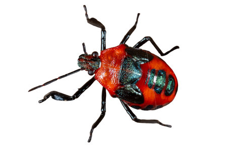 Macro of a Colorado potato beetle, a red and black insect with a white background